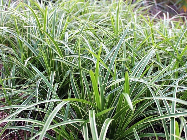 Turzyca Morrowa Ice Dance Carex morrowii C2