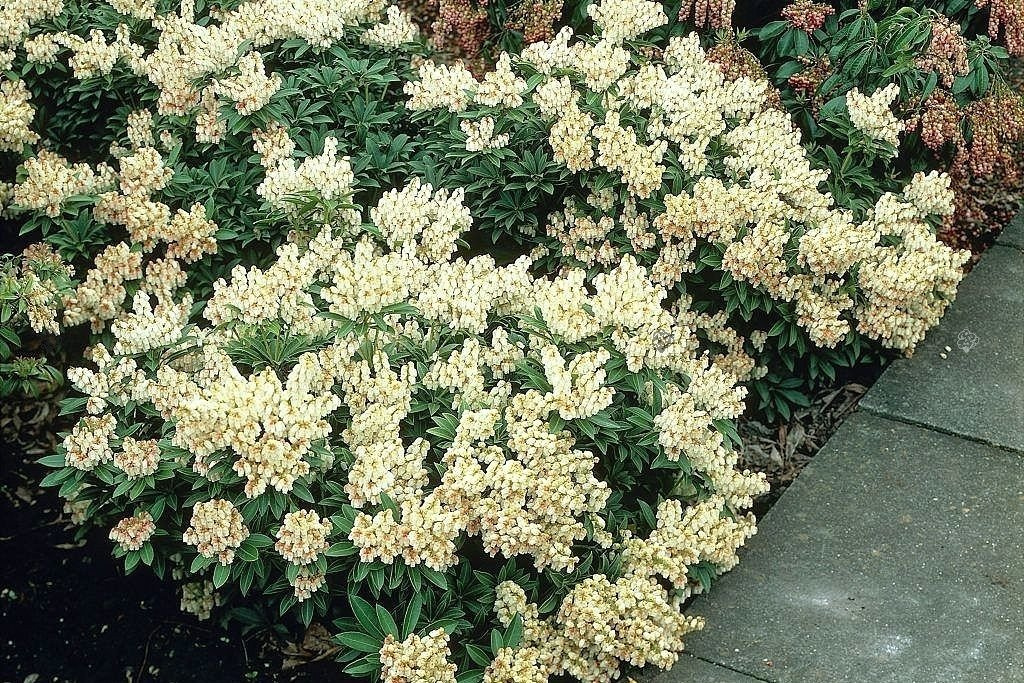 Pieris japoński Debutante Pieris japonica C1,5