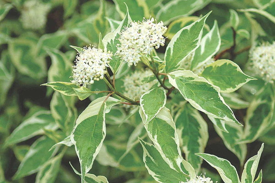 Dereń biały Argenteomarginata Cornus alba P9