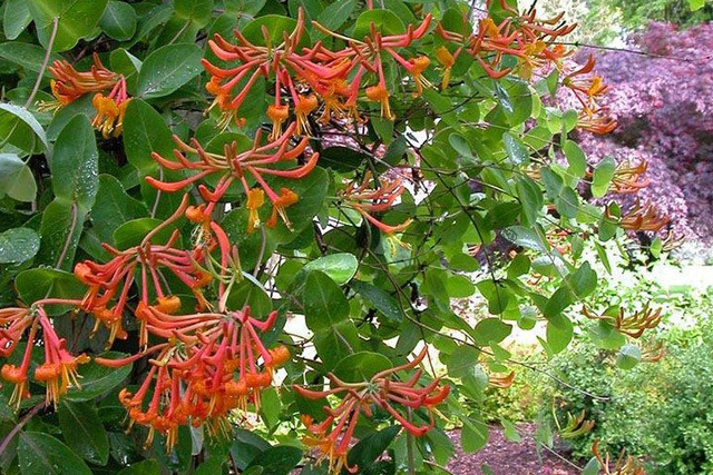 Wiciokrzew Browna Dropmore Scarlet Lonicera brownii P9