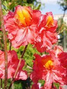 Azalia wielkokwiatowa Juanita Rhododendron (Knaphill-Exbury) C4