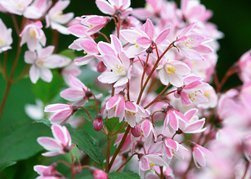 Żylistek karłowy Yuki Cherry Blossom PBR Deutzia C3