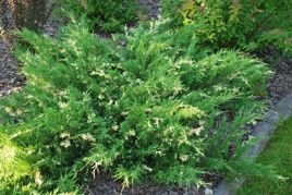 Jałowiec płożący Andorra Compact Variegata Juniperus horizontalis C2