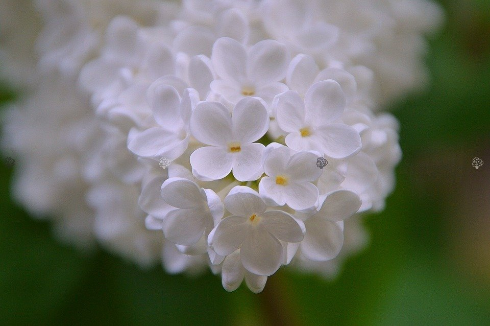 Budleja Dawida White Ball Buddleja davidii P9