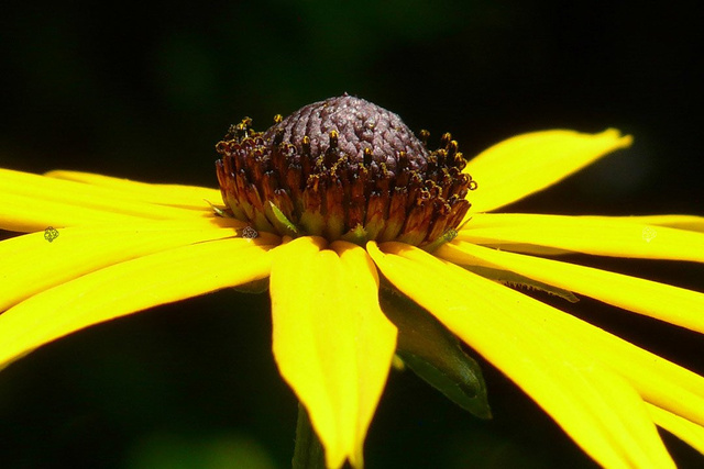 Rudbekia błyskotliwa Rudbeckia fulgida C1,5