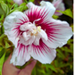 Ketmia syryjska Starburst Chiffon PBR Hibiscus syriacus C7,5
