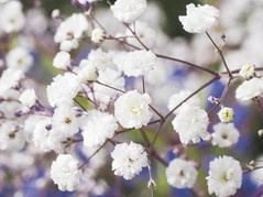 Gipsówka wiechowata Gypsophila paniculata C2