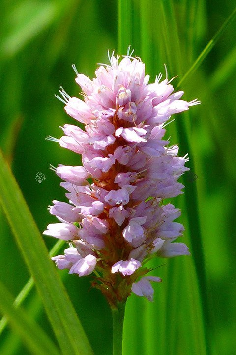 Rdest wężownik Persicaria bistorta P9