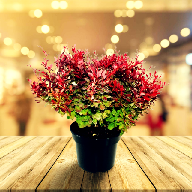 Berberys Thunberga Ruby Star PBR Berberis thunbergii C2