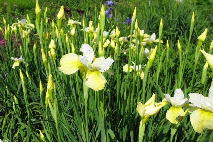 Kosaciec syberyjski Butter and Sugar Iris sibirica P9