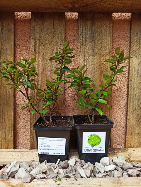 Irga błyszcząca Cotoneaster lucidus P9