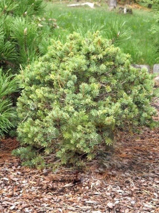 Świerk sitkajski Nana Picea sitchensis C5