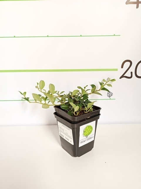 Irga płożąca Dammera Major Cotoneaster dammeri P9