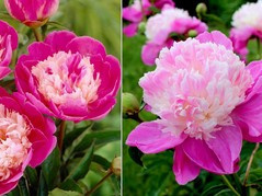 Piwonia Gay Paree Paeonia C2