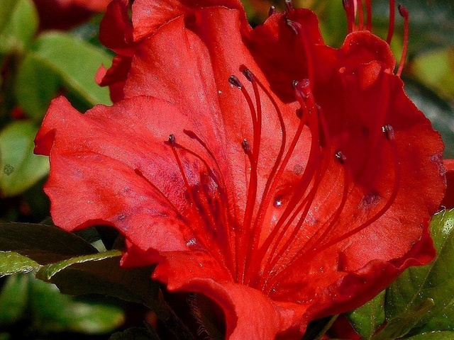 Azalia japońska Lola Rhododendron obtusum C2