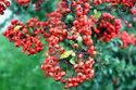 Ognik szkarłatny Kuntayi Pyracantha coccinea C2