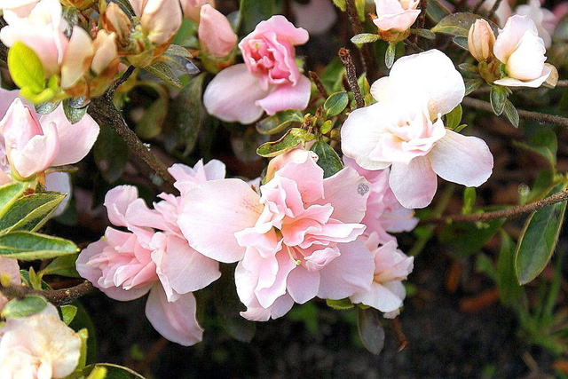Azalia japońska Eliza Hyatt Rhododendron obtusum C2