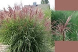 Miskant chiński Ferner Osten Miscanthus sinensis