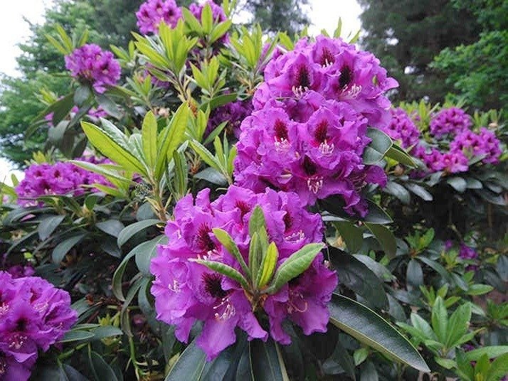 Różanecznik wielokwiatowy Azurro Rhododendron hybridum C2