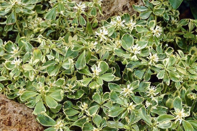 Runianka japońska Variegata Pachysandra terminalis P9