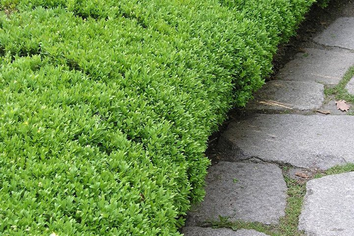Bukszpan wieczniezielony kula Buxus sempervirens C7,5