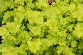 Żurawka Lime Marmalade Heuchera C2