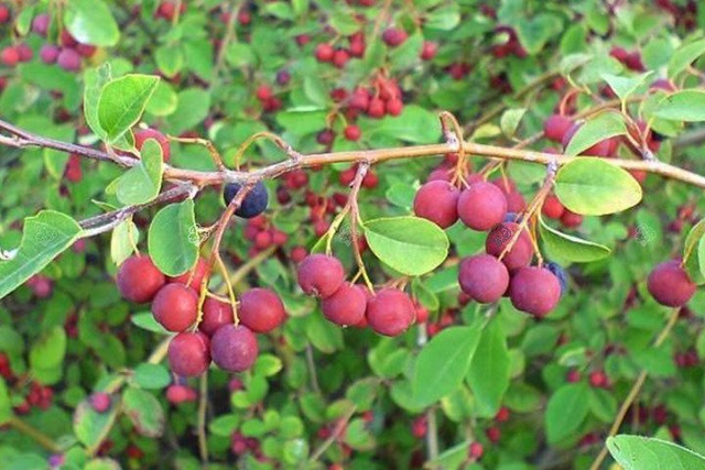 Świdośliwa Lamarcka Amelanchier lamarckii C2