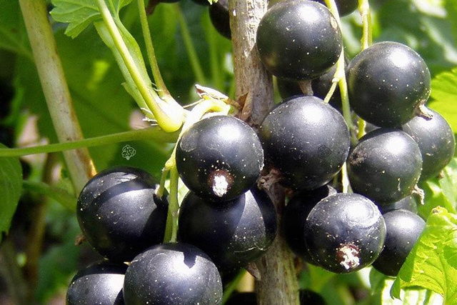 Porzeczka czarna Ribes nigrum C2