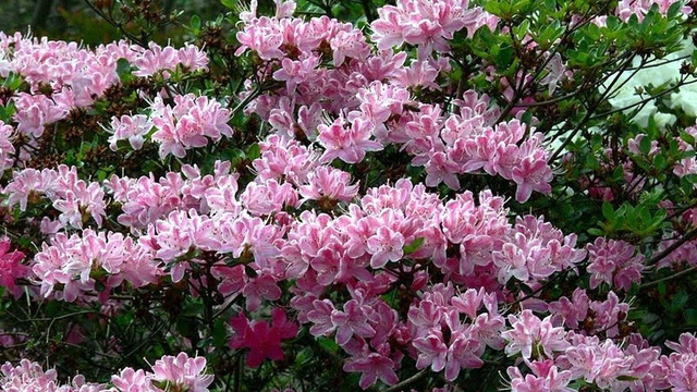 Azalia japońska Kermesina Rose Rhododendron obtusum C2