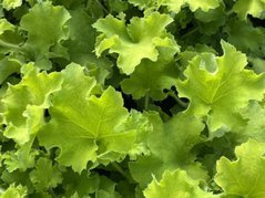 Żurawka Rex Lime Heuchera C2