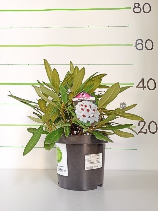 Różanecznik Calsap Rhododendron C2