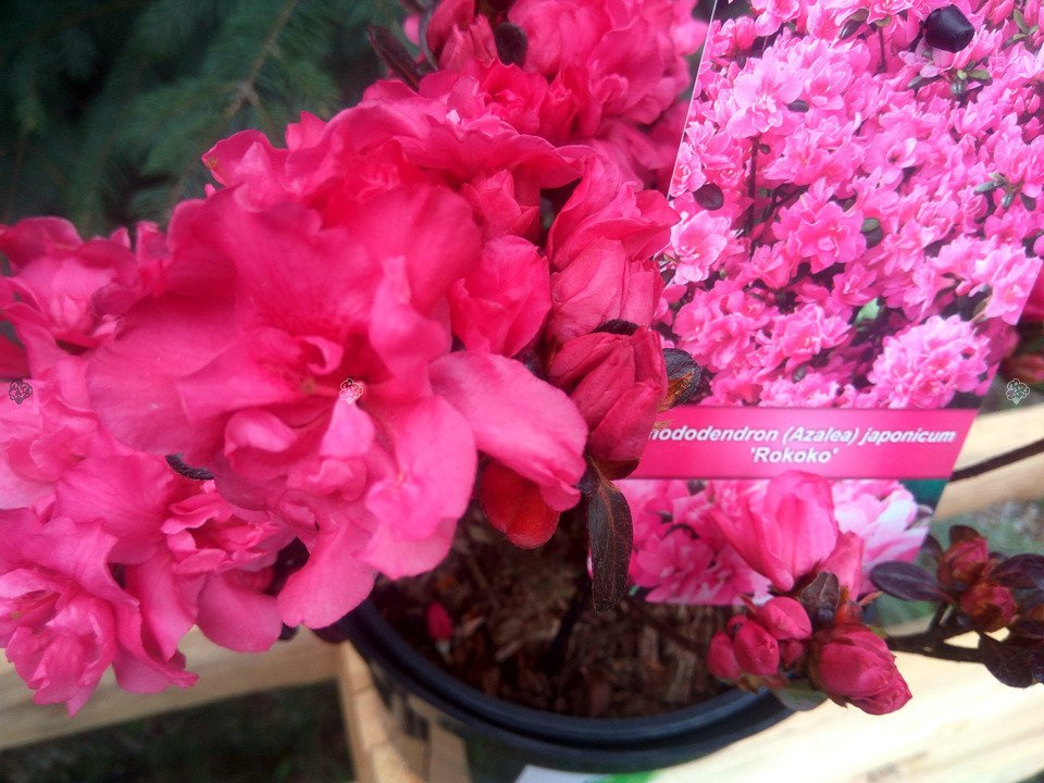 Azalia japońska Rokoko Rhododendron obtusum C2