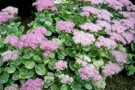 Rozchodnik okazały Brillant Sedum spectabile P9