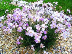 Dzwonek Whatfield Wisp Dianthus C3