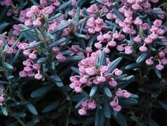 Modrzewnica pospolita Blue Ice Andromeda polifolia P11