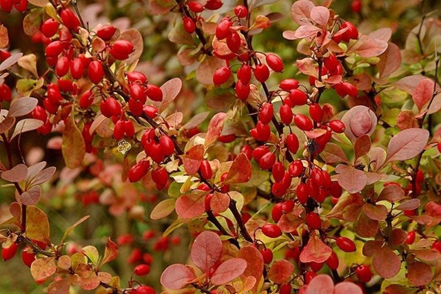 Berberys Thunberga Red Pillar Berberis thunbergii C2