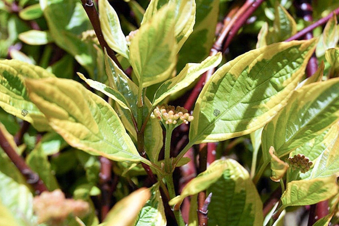 Dereń biały Gouchaltii Cornus alba  P9