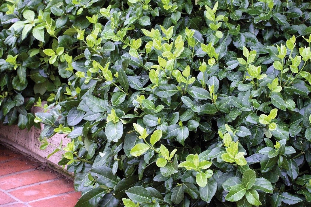 Trzmielina Fortune'a Coloratus Euonymus fortunei C2