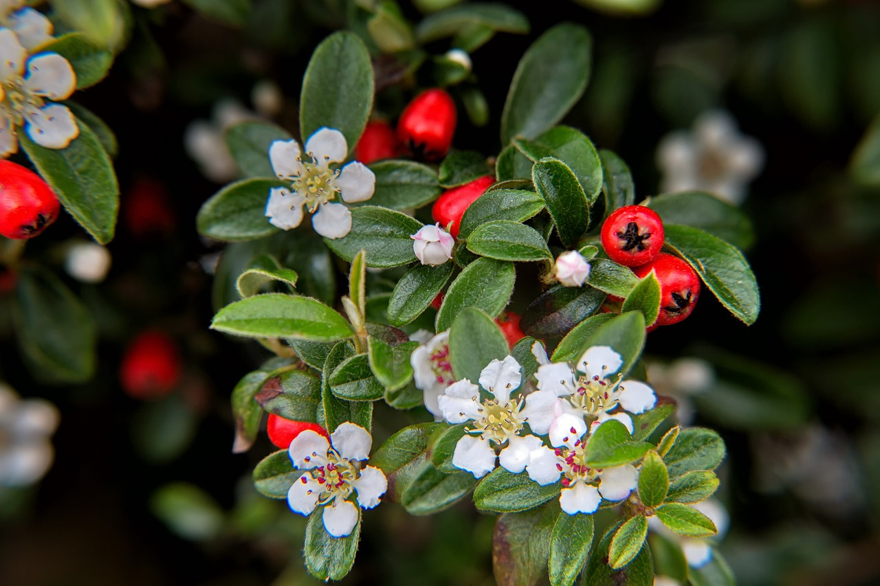 Irga płożąca Dammera Major Cotoneaster dammeri P9