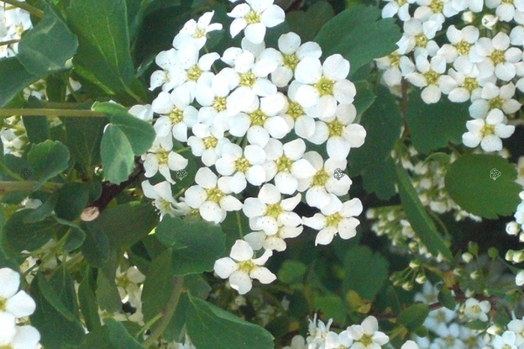 Tawuła trójłatkowa Spiraea trilobata C2