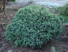 Świerk biały Echiniformis Picea glauca C3
