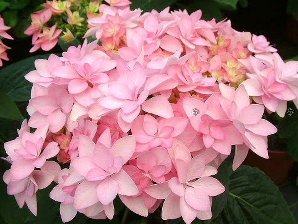 Hortensja ogrodowa You&Me Romance PBR Hydrangea macrophylla C1