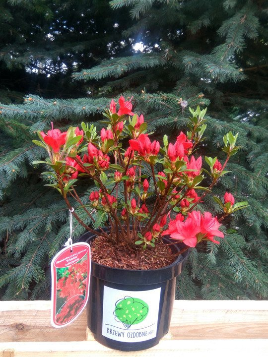 Azalia japońska Fridoline Rhododendron obtusum C2