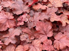 Żurawka Fire Chief PBR Heuchera C2