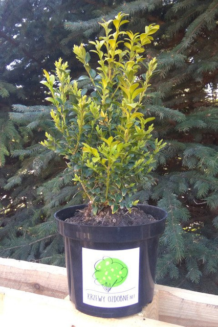 Bukszpan wieczniezielony Buxus sempervirens P9