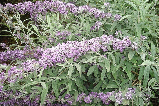 Budleja skrętolistna Buddleja alternifolia P9
