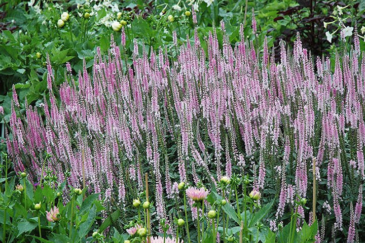 Przetacznik kłosowy Pink Damask Veronica longifolia C2