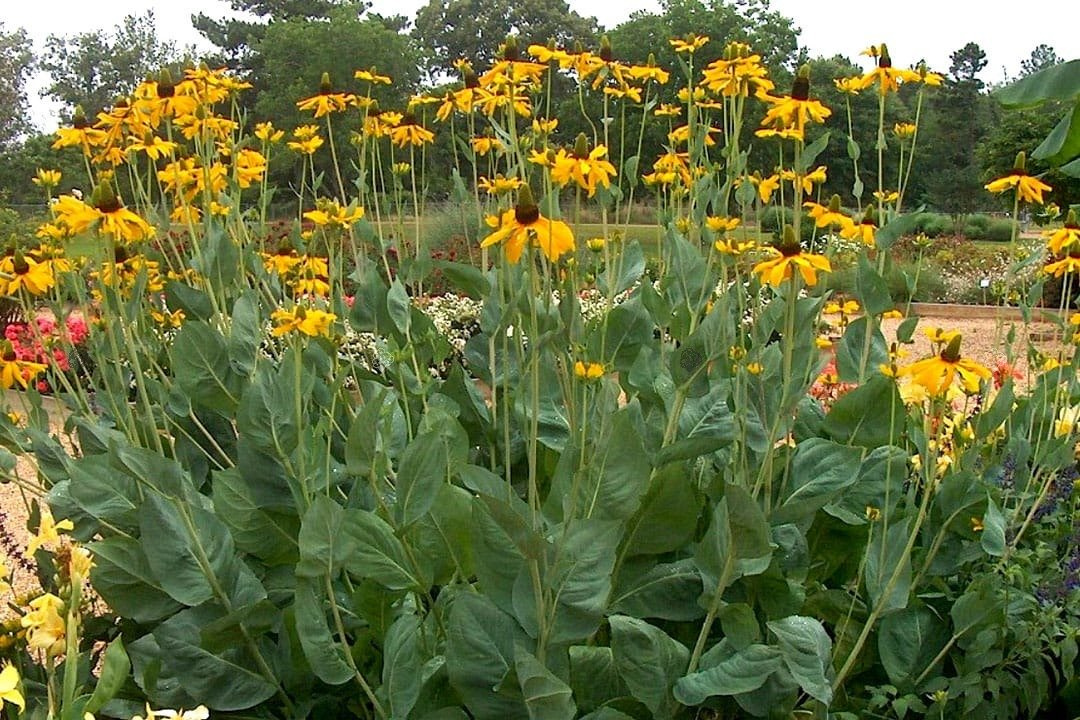 Rudbekia wielka Rudbeckia maxima P9