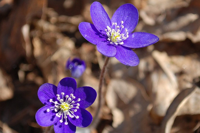 Przylaszczka pospolita Hepatica nobilis P9