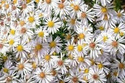 Aster krzaczasty Weiss Aster dumosus P9